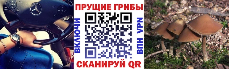 Купить где  Магнитогорск  Псилоцибиновые грибы MAGIC MUSHROOMS 